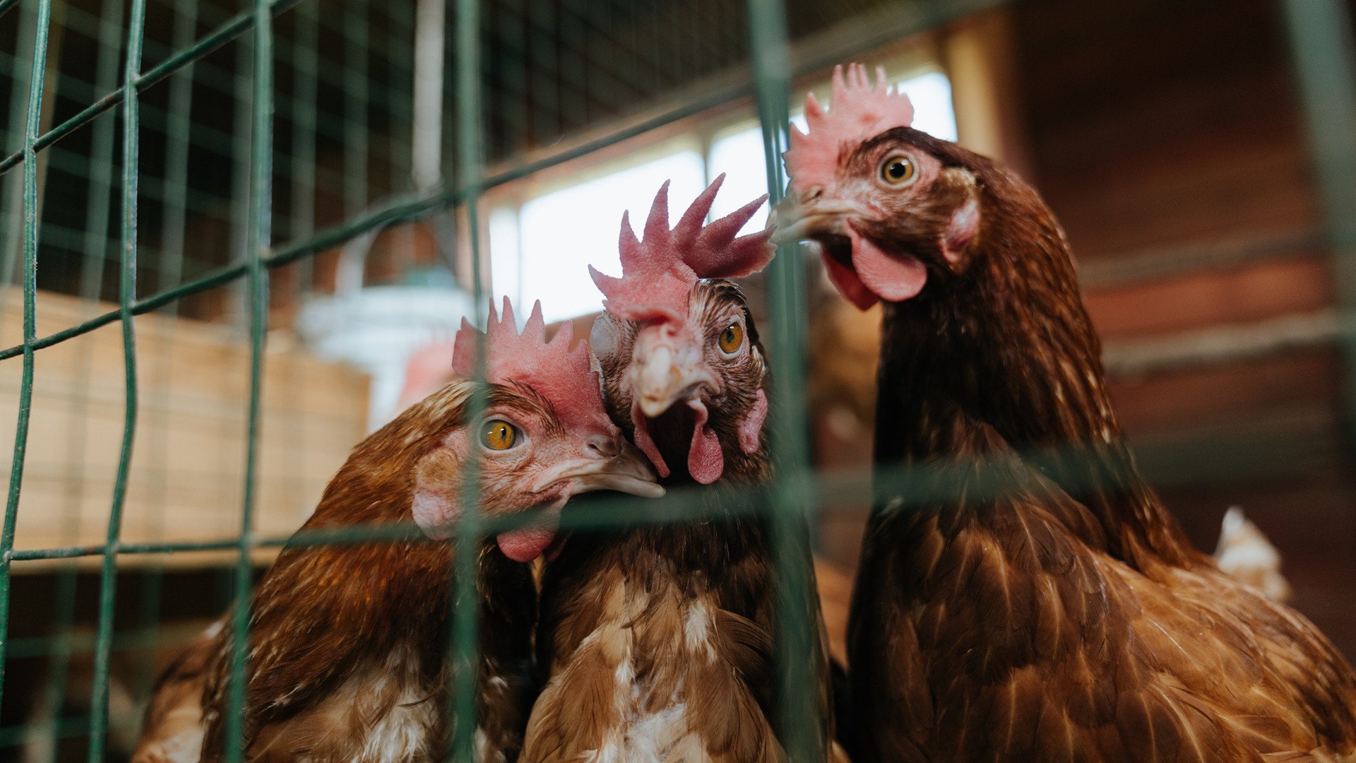 利物浦在欧冠中奋勇争夺,冲击冠军
