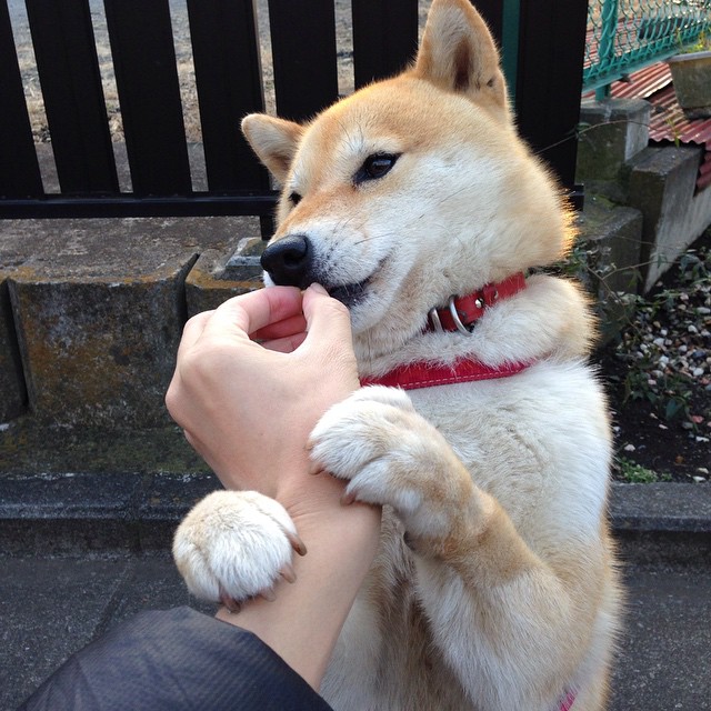 哈伦决赛表现引发媒体热议,ag哈伦