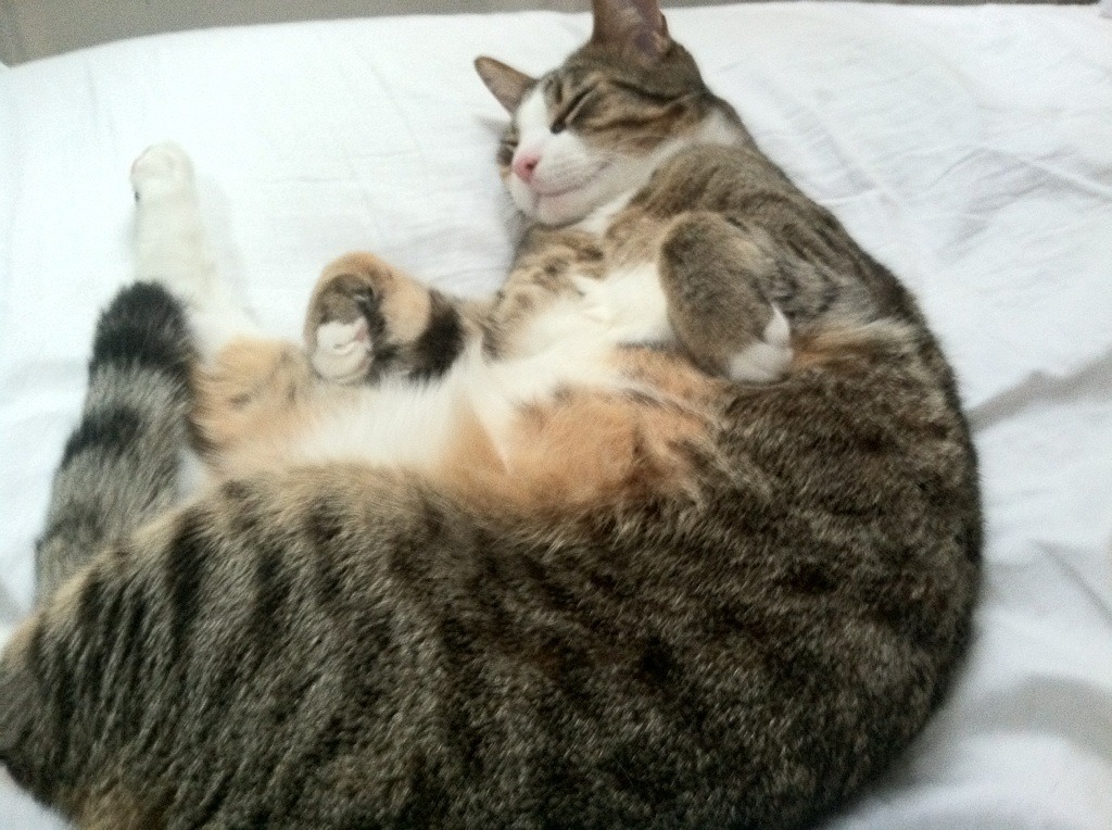 库里现场教学三分技巧引爆掌声，库里的技巧