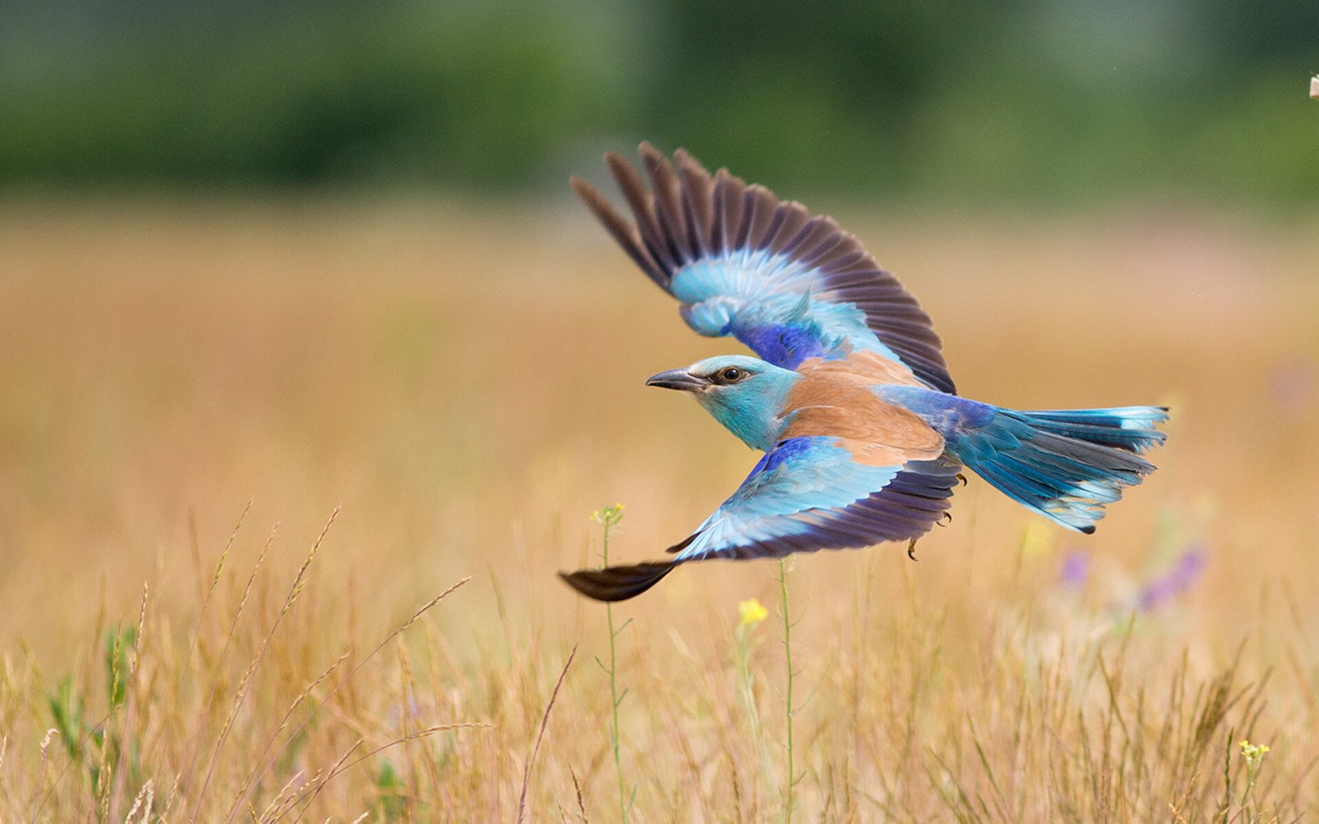 捧回跳水世界杯两枚金牌，墨西哥历史新高，墨西哥跳水世界冠军