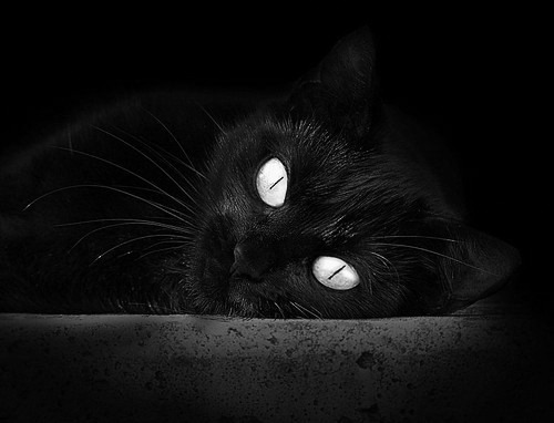 森林狼训练日球迷提前排队争睹球星风采，森林狼球员